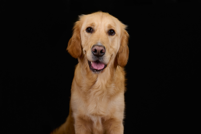 Kantoorhond Taco